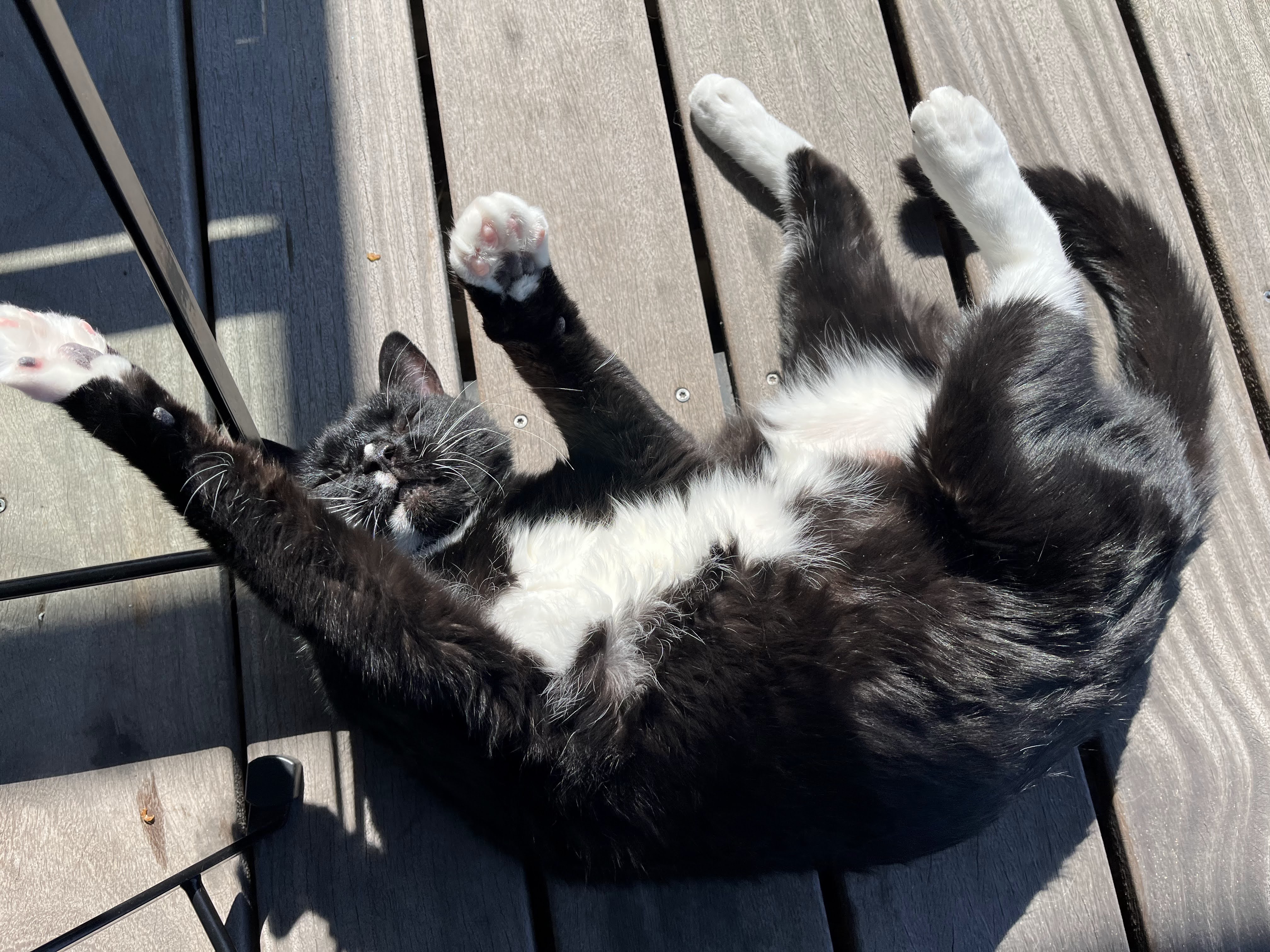 happy cat laying in the sun on a balcony.