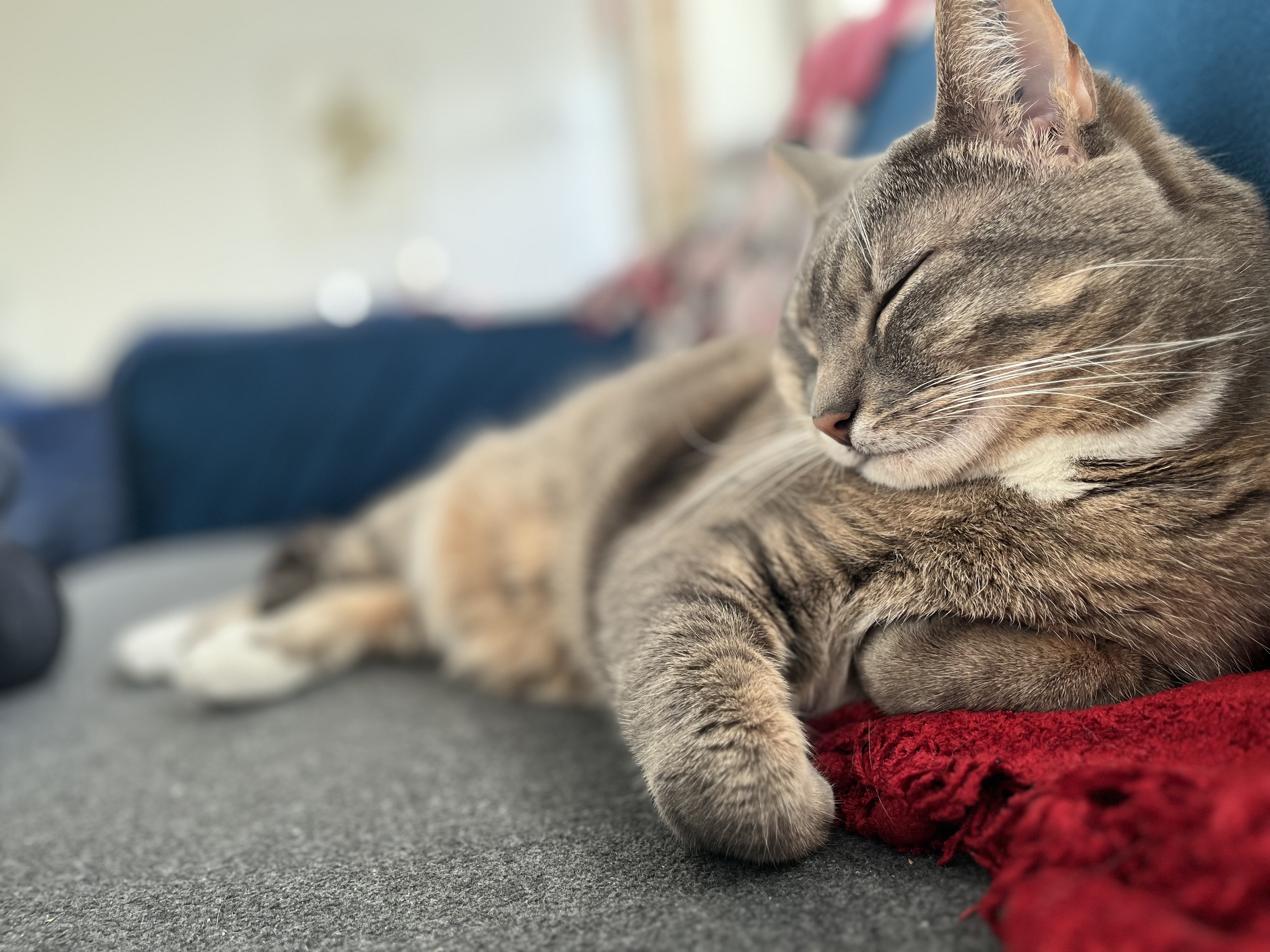 happy cat on a sofa.